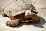 2018-09-01_Rio Safafi Elche por_Charo Tainta_0078.jpg