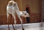 2018-09-01_Rio Safafi Elche por_Charo Tainta_0081.jpg