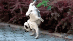 1AA59095-7A1B-442C-8EBC-16A2B42F40C8.gif