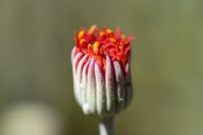 _DSC3440.jpg