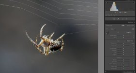 Araña.jpg