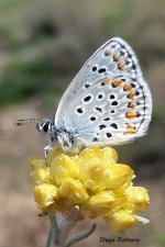 Pseudophioltes vicrama_0114.jpg