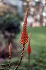 DSC08356 ps02.jpg