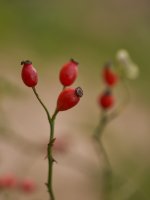 _DSC2601.jpg _DSC2601.jpg