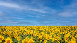 girasoles.jpg