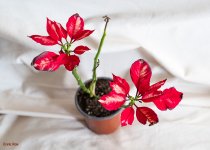 Planta enferma.jpg