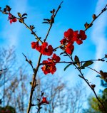 Trazos japoneses en un cielo primaveral (1 de 1).jpg