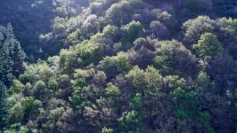 Bosque dos.jpg