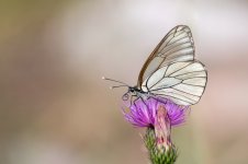 La lengua de las mariposas....jpg