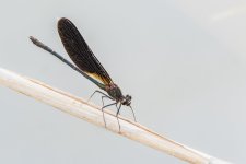calopteryx haemorrhoidalis.jpg