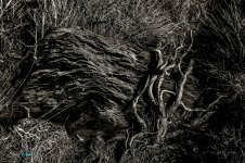 DSC09847 ps01.jpg