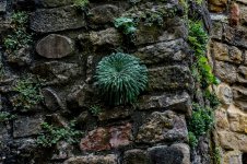 DSC02670 ps02.jpg