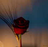 A18538F7-999E-436B-A4C4-A882A7F427D4.jpeg