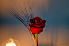 _DSC2266 Rosa Original (1).jpg