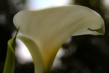 IMG_0668 ps01.jpg