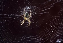 _DSF5715 ps01.jpg _DSF5715 ps01.jpg