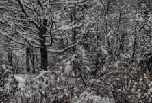IMG_5491 ps02.jpg