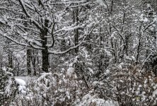 IMG_5491 ps02.jpg