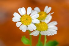 _MGC1160-Mejorado-NRF.jpg