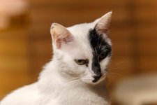 _DSC0358dx.jpg