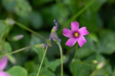 _DSC0373dx.jpg