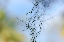 _DSC0437dx.jpg