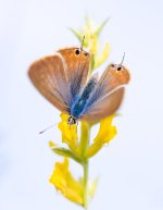 _A241847.jpg