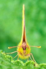 _MGC4683-Mejorado-NRF.jpg