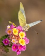 _MGC2316.2I.jpg