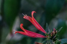_DSC0692dx.jpg