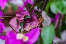 _DSC0569dx.jpg