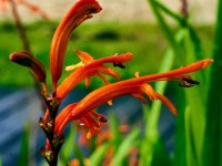 Flor roja_ILC6629.jpg Flor roja_ILC6629.jpg