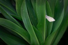 _MGC2816-Mejorado-NRF.jpg _MGC2816-Mejorado-NRF.jpg