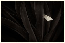 _MGC2816-Mejorado-NRBN.jpg _MGC2816-Mejorado-NRBN.jpg