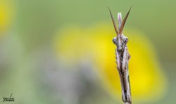 DSC_1715.jpg