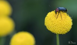 Heliotaurus-ruficollis.jpg