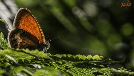 DSC_4482.jpg