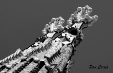 mini_DSC06693 - copia.JPG