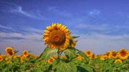 21_Girasoles_ILC09366.jpg 21_Girasoles_ILC09366.jpg