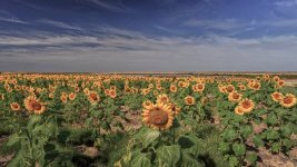 21_Girasoles_ILC09368.jpg 21_Girasoles_ILC09368.jpg