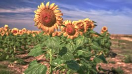 21_Girasoles_ILC09374.jpg 21_Girasoles_ILC09374.jpg