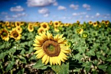 03_Girasol_ILC09064.jpg