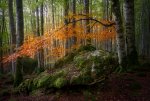 Bosque-encantado01.jpg