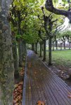 pasarela arboles.jpg