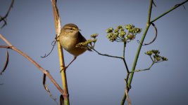 04_Mosquitero_ILC00161.jpg 04_Mosquitero_ILC00161.jpg