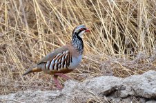 20240924-_MAC0667-ARWF.jpg