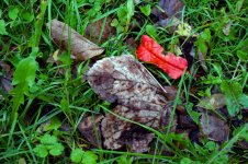 DSC05827 ps02.jpg