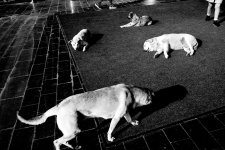 Perros.jpg