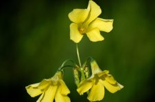 73A01199_01_Flor amarilla 2.jpg