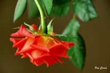 DSC01830.JPG
